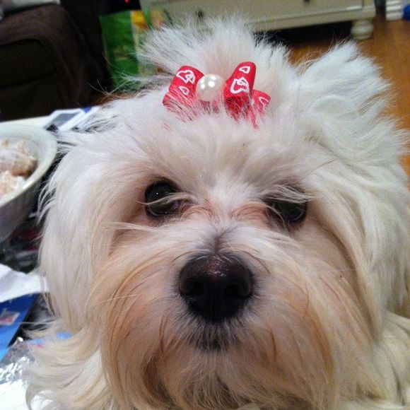 Meet your Posher, Robin - Picture 1 of 1